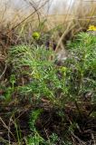 Adonis volgensis