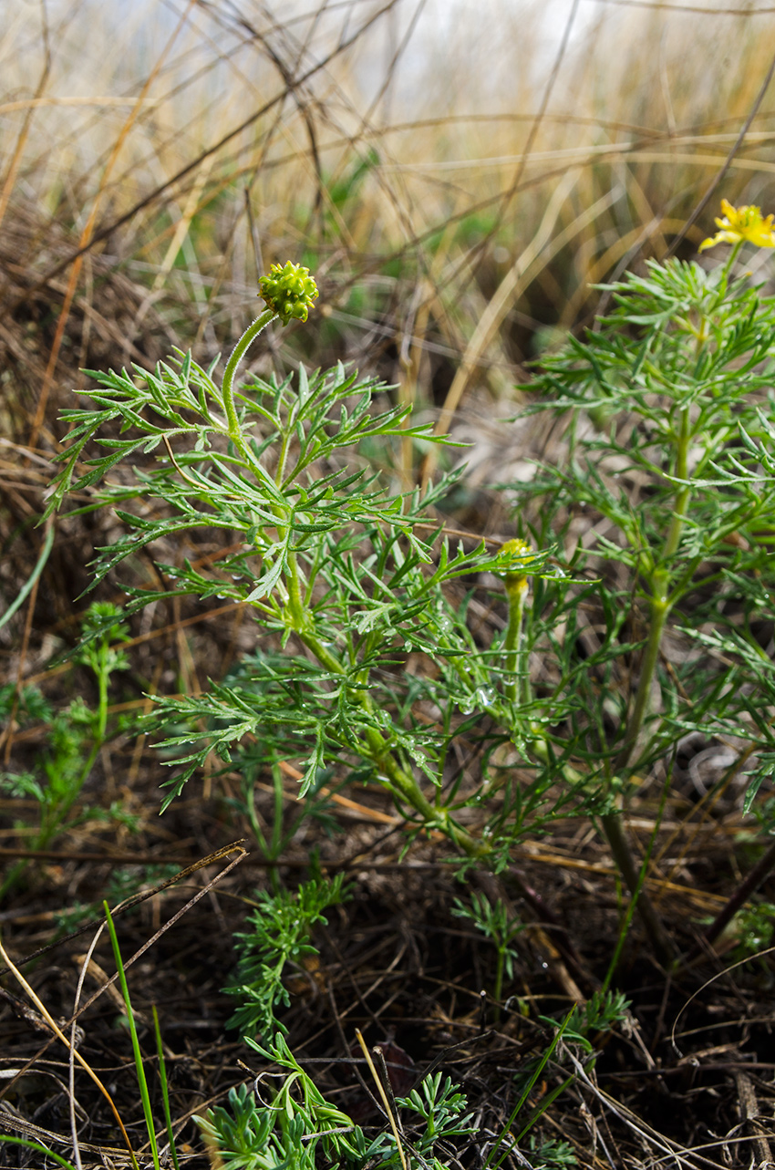 Image of Adonis volgensis specimen.