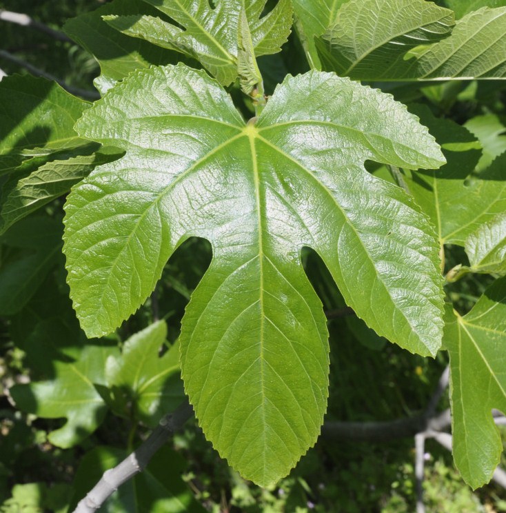 Изображение особи Ficus carica.