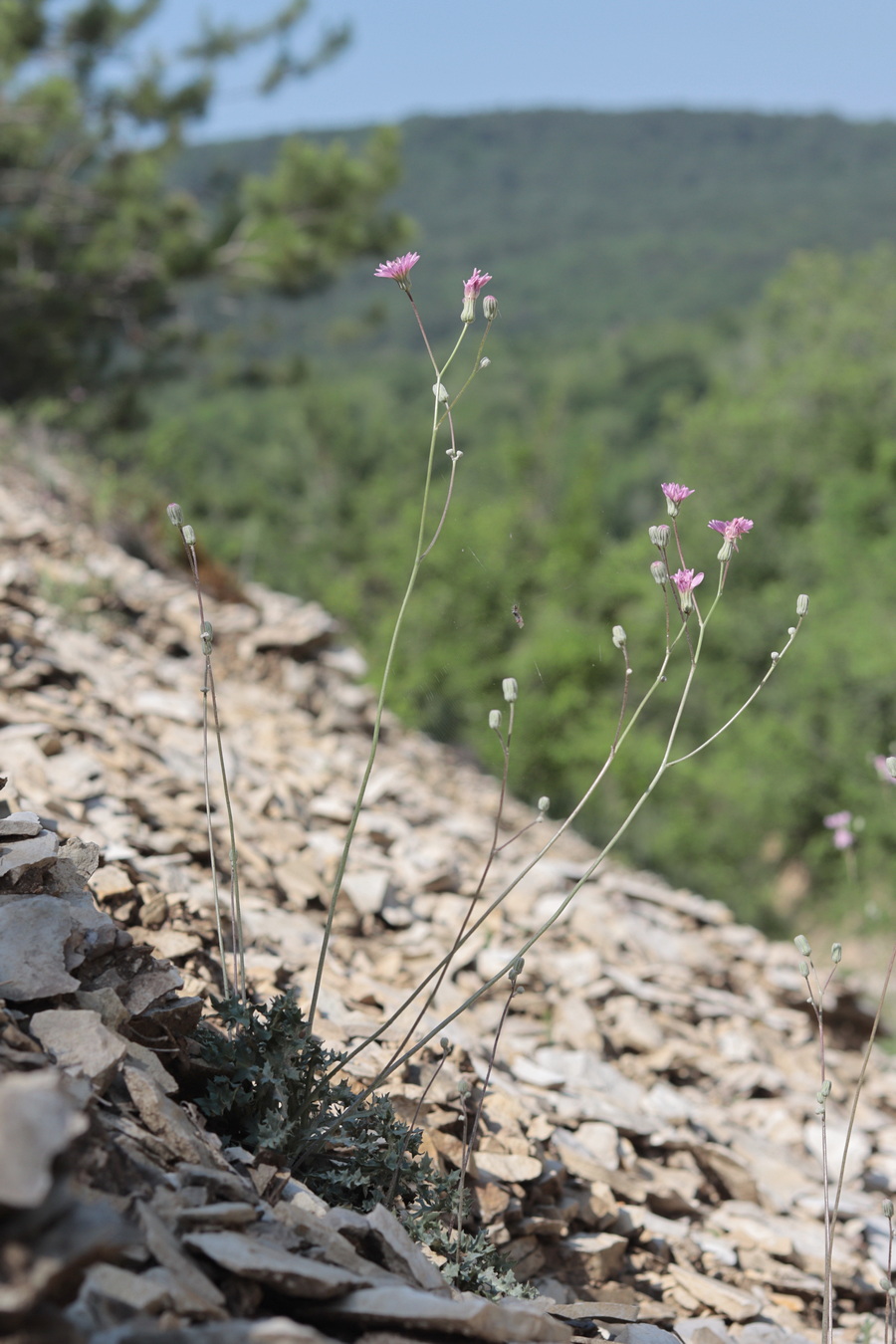 Image of Lagoseris purpurea specimen.