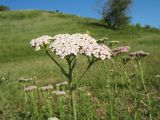 Achillea millefolium. Верхушка цветущего растения. Казахстан, Жамбылская обл., Жуалынский р-н, хр. Боралдайтау, долина р. Боралдай, ур. Уркумбайсай, пастбищный луг. 19 июня 2021 г.