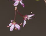 Agathosma ovata