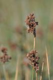 Juncus acutus