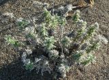 Echium angustifolium