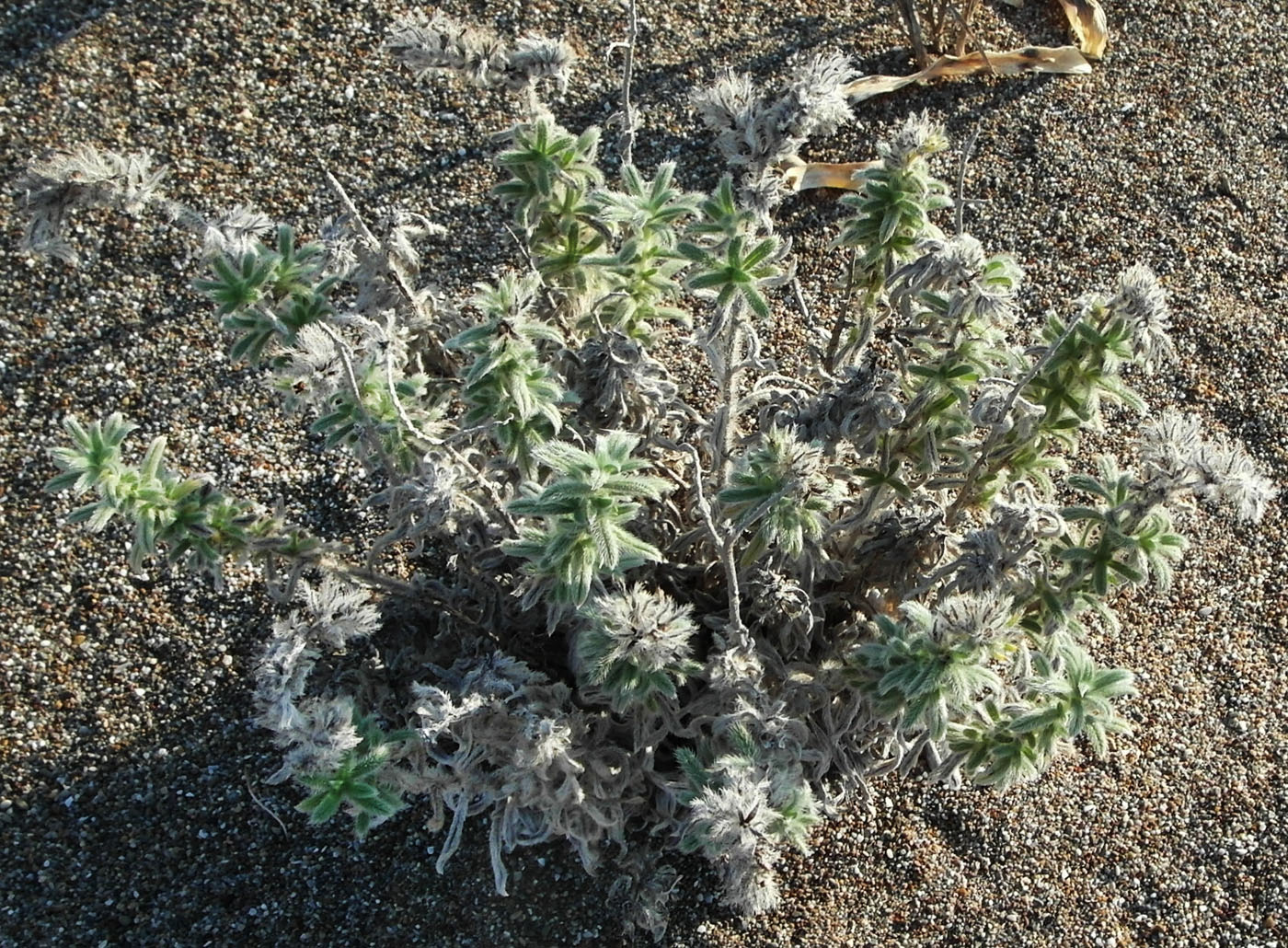 Image of Echium angustifolium specimen.