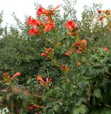 Campsis radicans