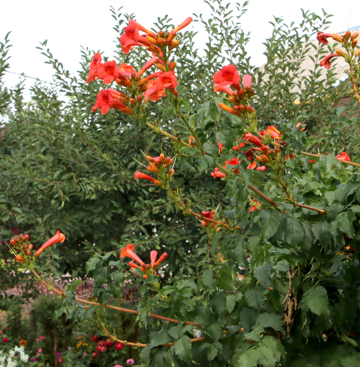 Image of Campsis radicans specimen.