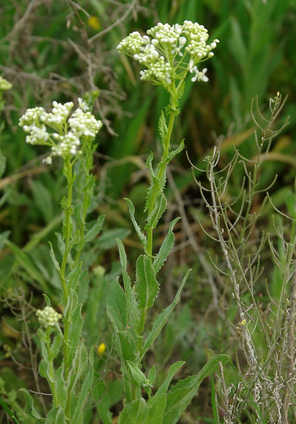 Image of Cardaria draba specimen.