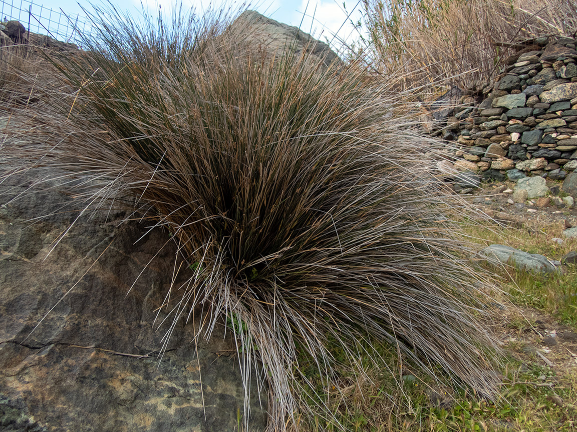 Image of Juncus maritimus specimen.