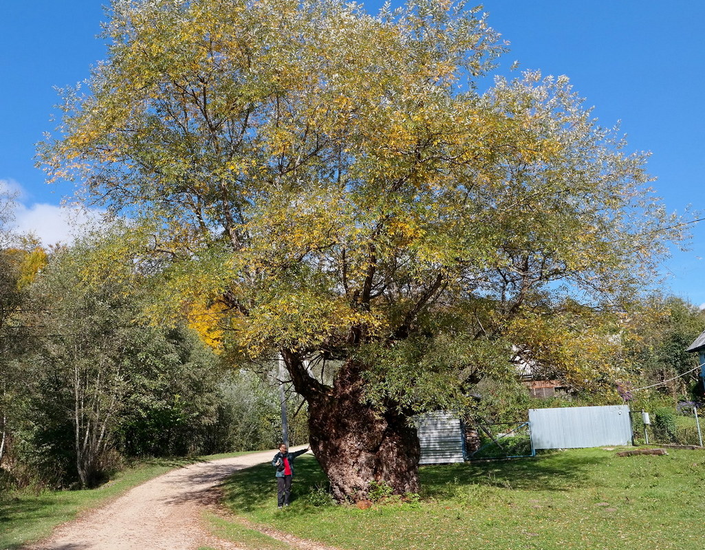 Image of Salix alba specimen.