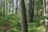 Tilia cordata