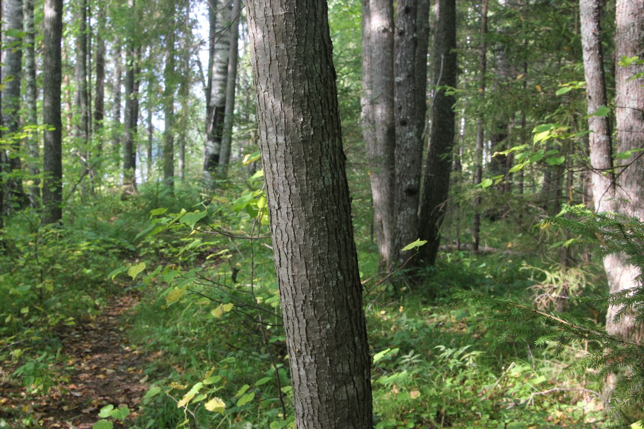 Изображение особи Tilia cordata.
