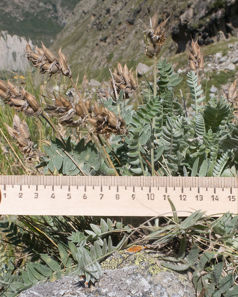 Image of Oxytropis owerinii specimen.