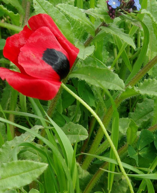 Image of Papaver commutatum specimen.