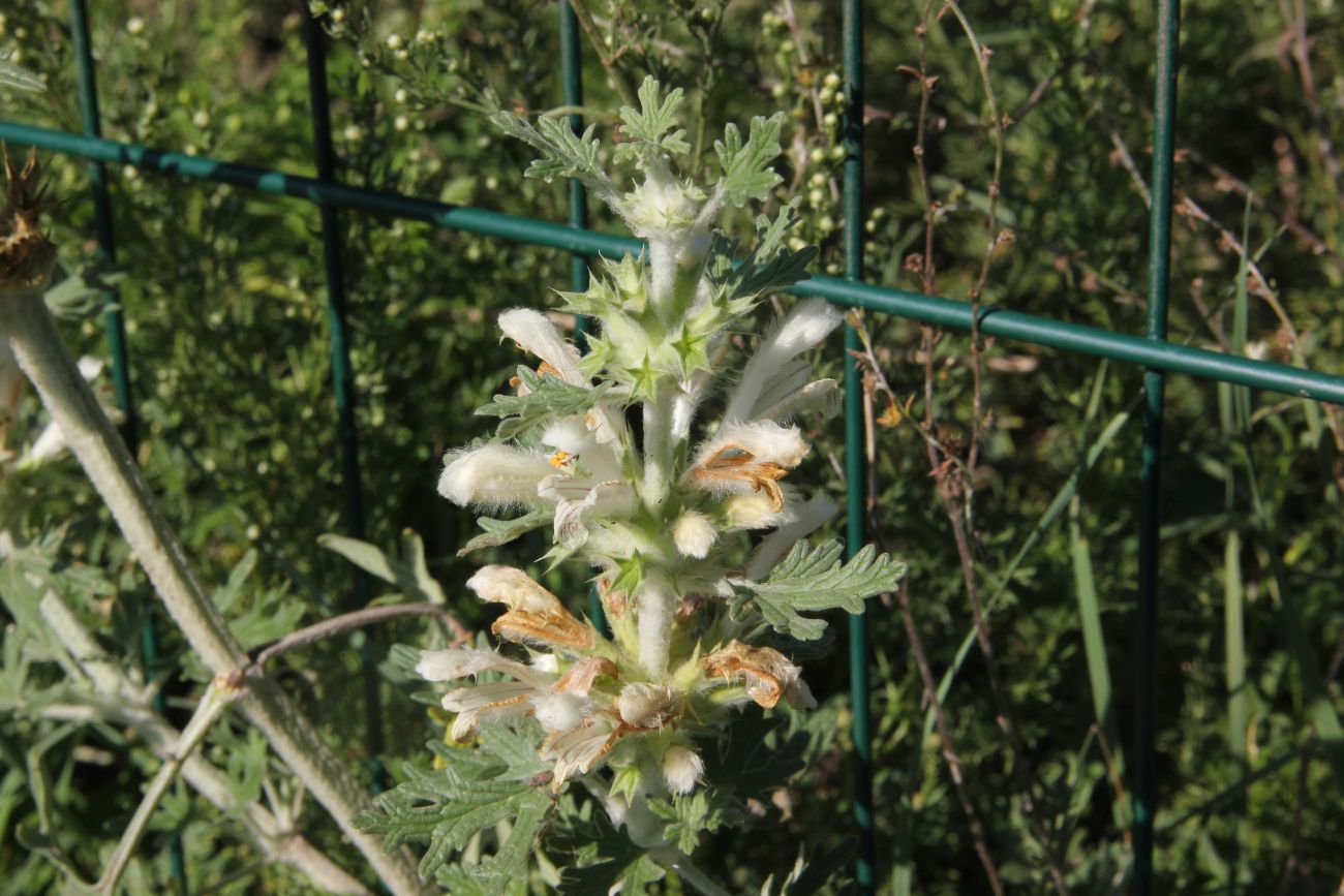 Image of Panzerina lanata specimen.