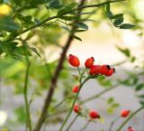 Rosa canina. Соплодия. Московская обл., Одинцовский р-н, г. Кубинка. 30.09.2020.