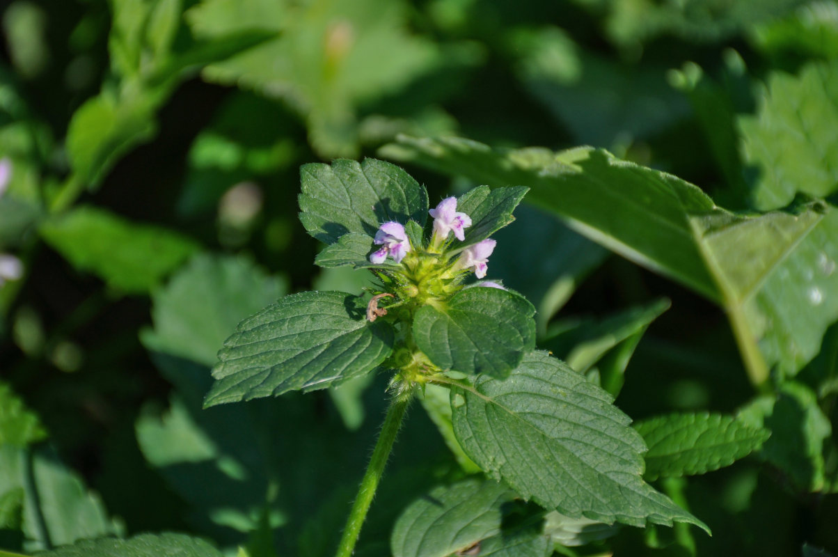 Изображение особи Galeopsis bifida.