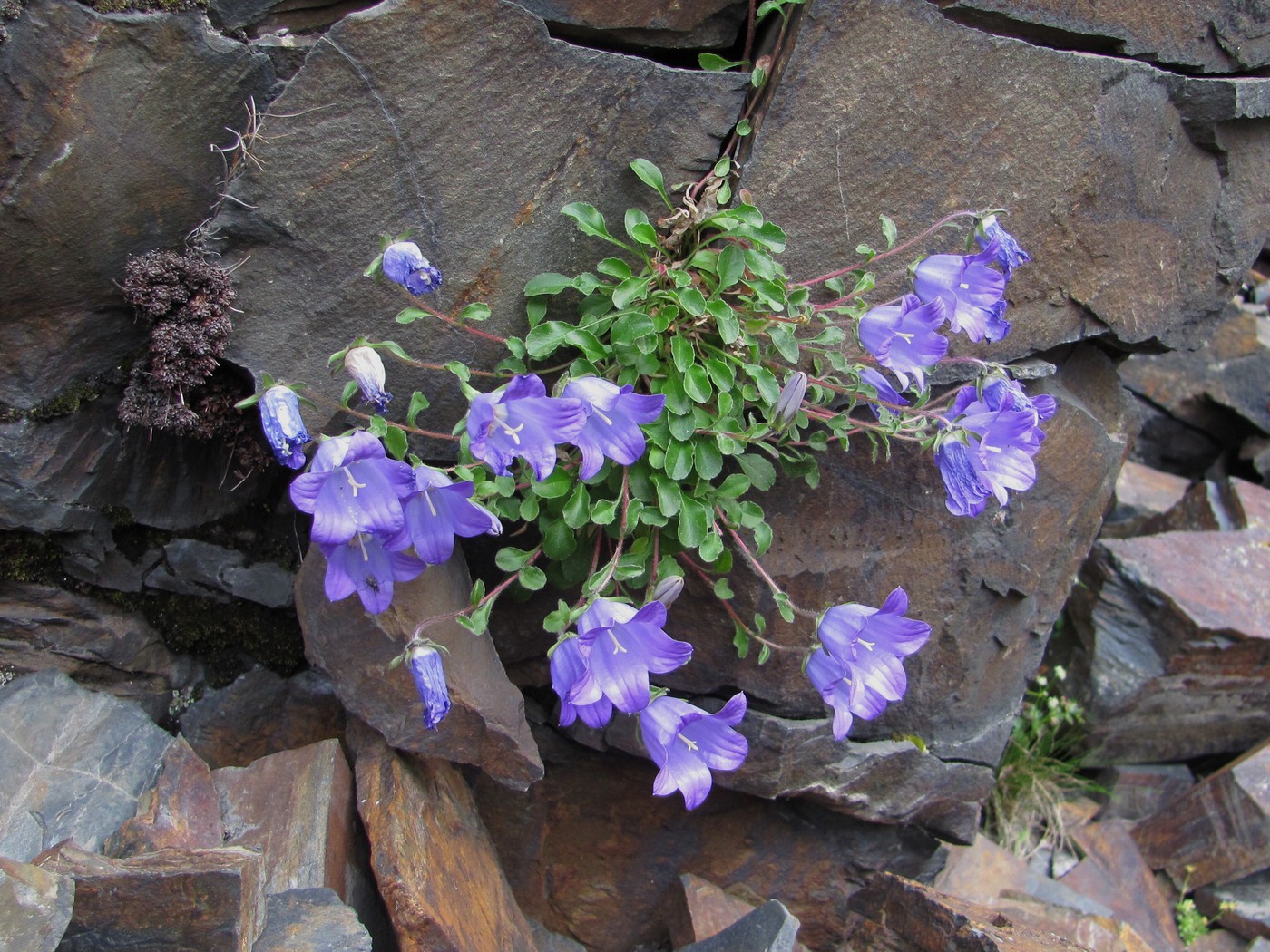 Image of Campanula saxifraga specimen.