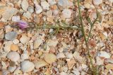 Centaurea odessana. Часть побега с соцветием. Крым, Арабатская стрелка, пос. Соляное, ракушечный пляж. 8 августа 2021 г.