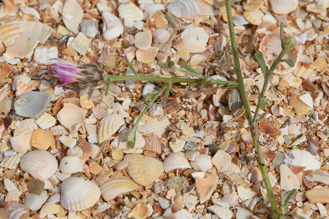 Image of Centaurea odessana specimen.