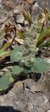 Phlomoides hypoviridis