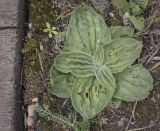 Plantago media