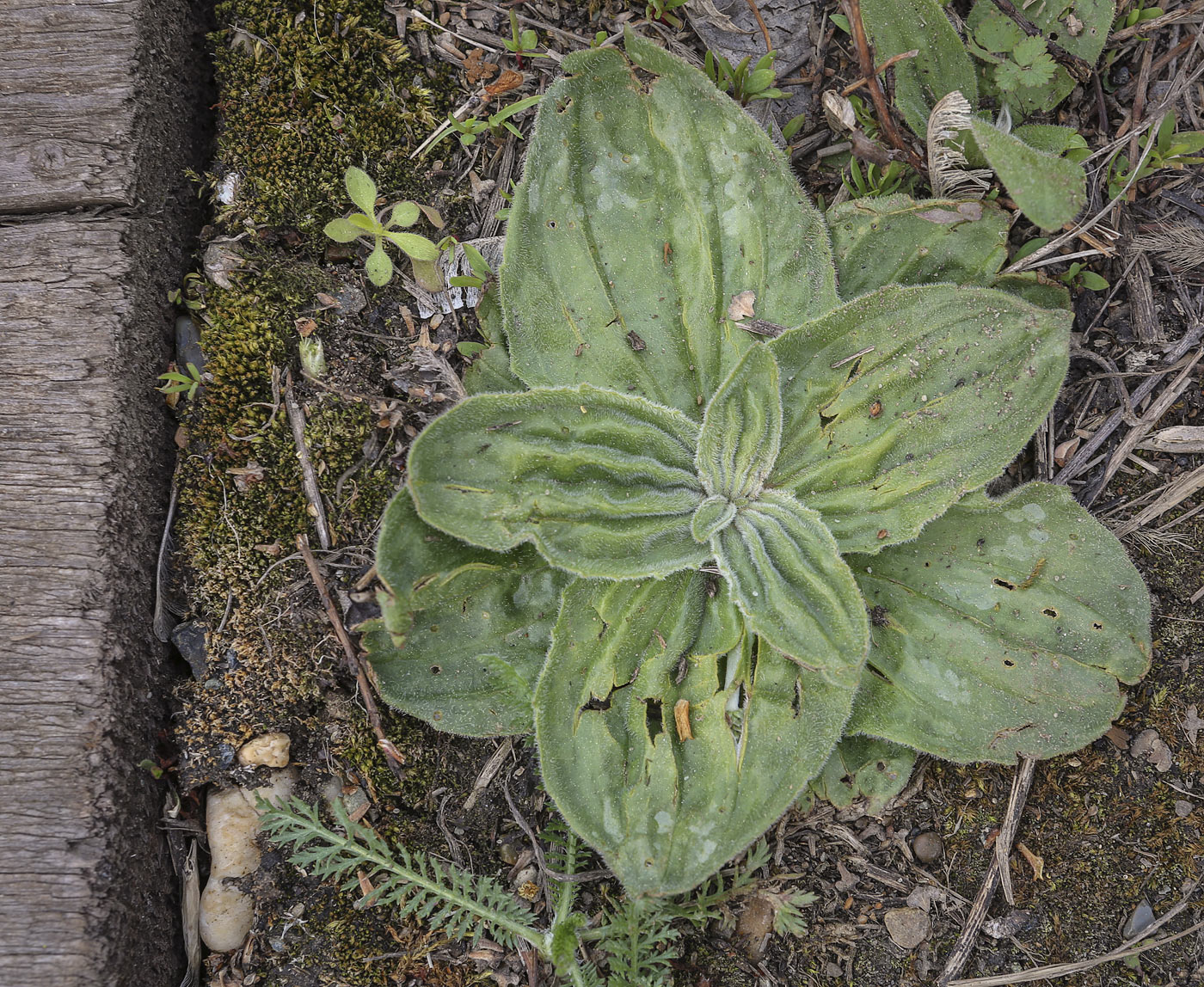 Image of Plantago media specimen.