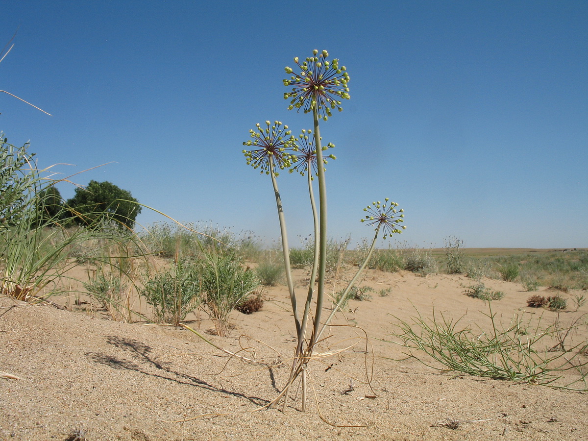 Image of Allium sabulosum specimen.