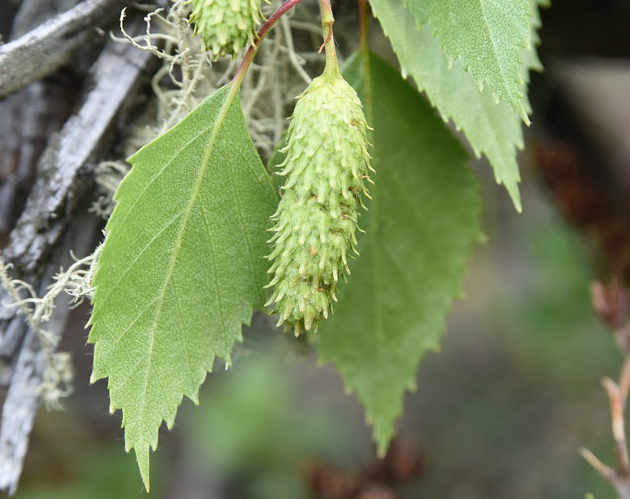 Image of Betula pendula specimen.