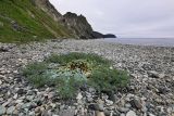 Mertensia maritima. Цветущее растение. Приморский край, Ольгинский р-н, окр. пос. Тимофеевка, мыс Четырёх Скал, галечник у моря. 11.07.2022.