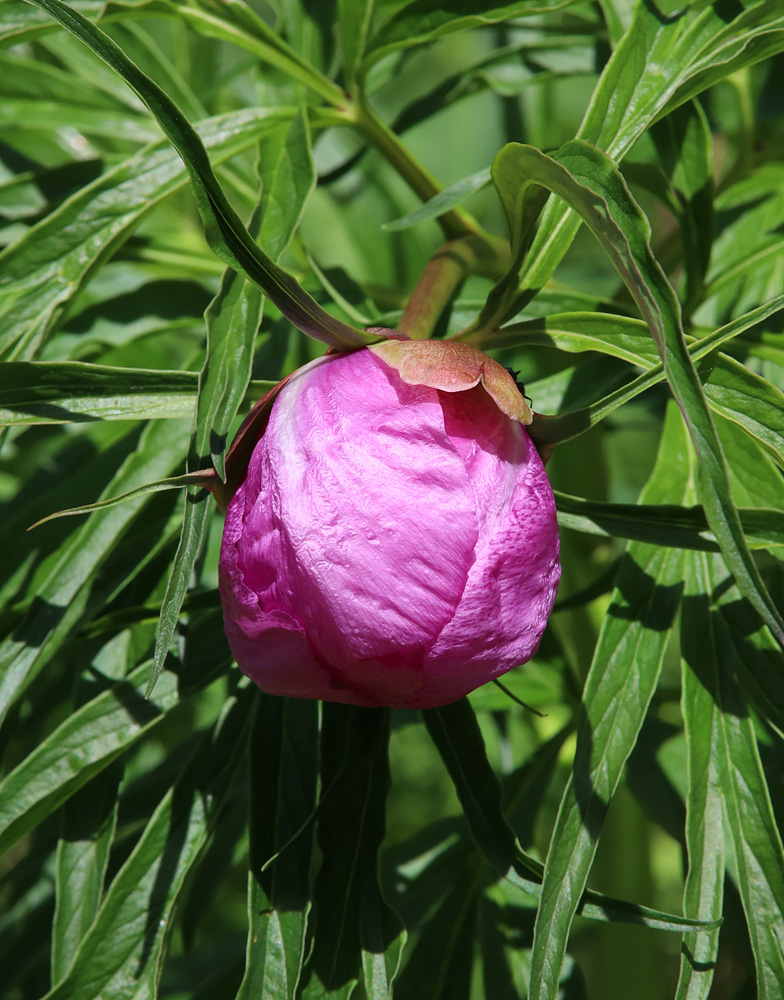 Изображение особи Paeonia anomala.