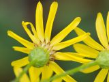 Senecio jacobaea