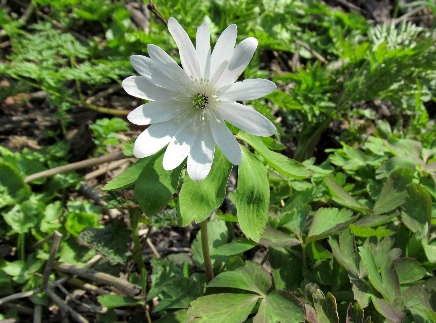 Изображение особи Anemone raddeana.