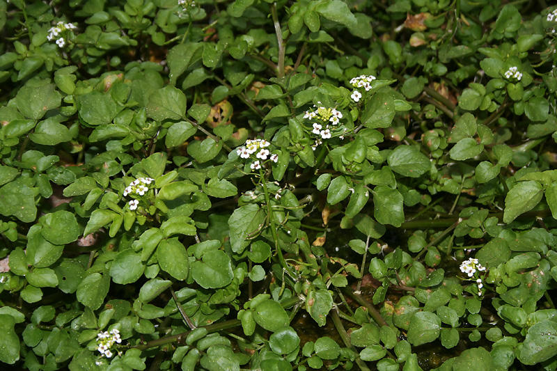 Изображение особи Nasturtium officinale.