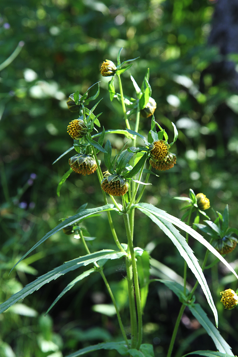 Image of Bidens cernua specimen.