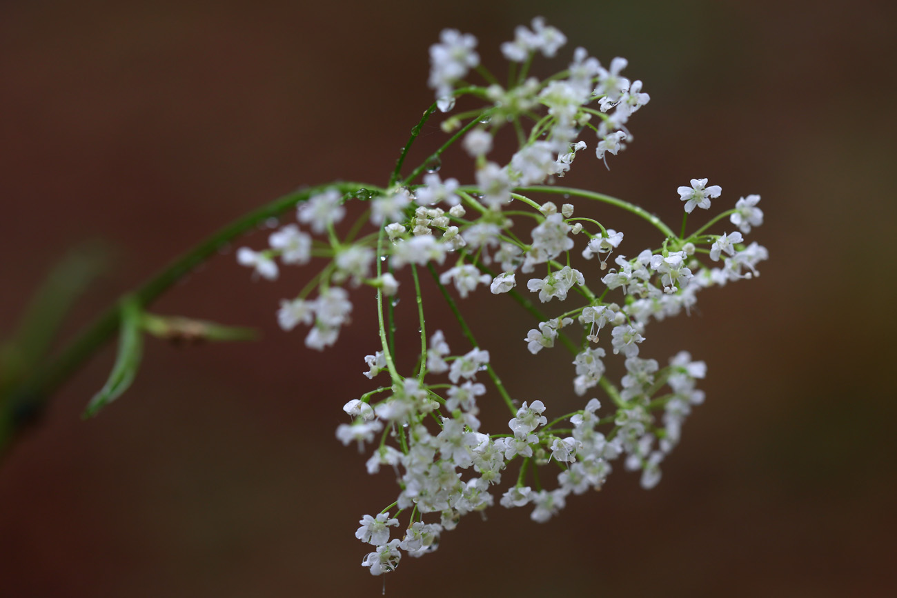 Image of Pimpinella saxifraga specimen.