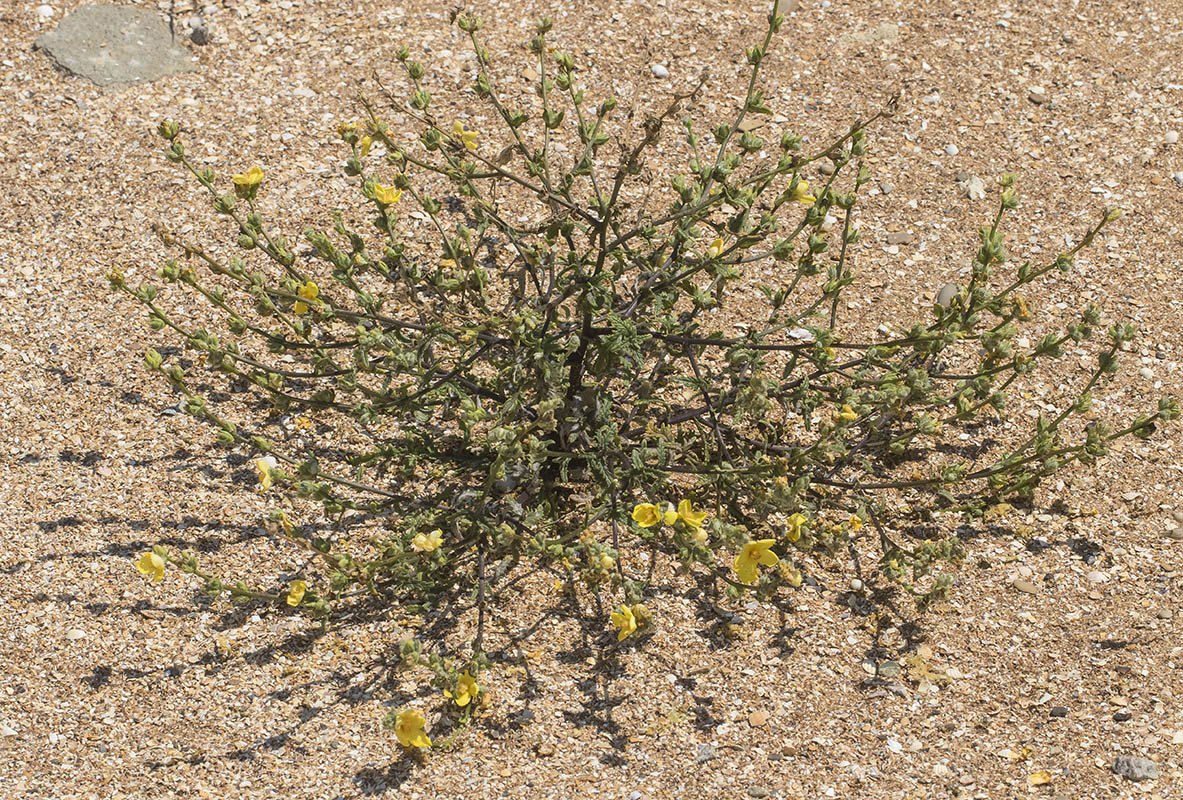 Изображение особи Verbascum pinnatifidum.