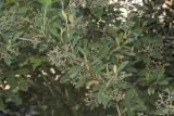 род Cotoneaster