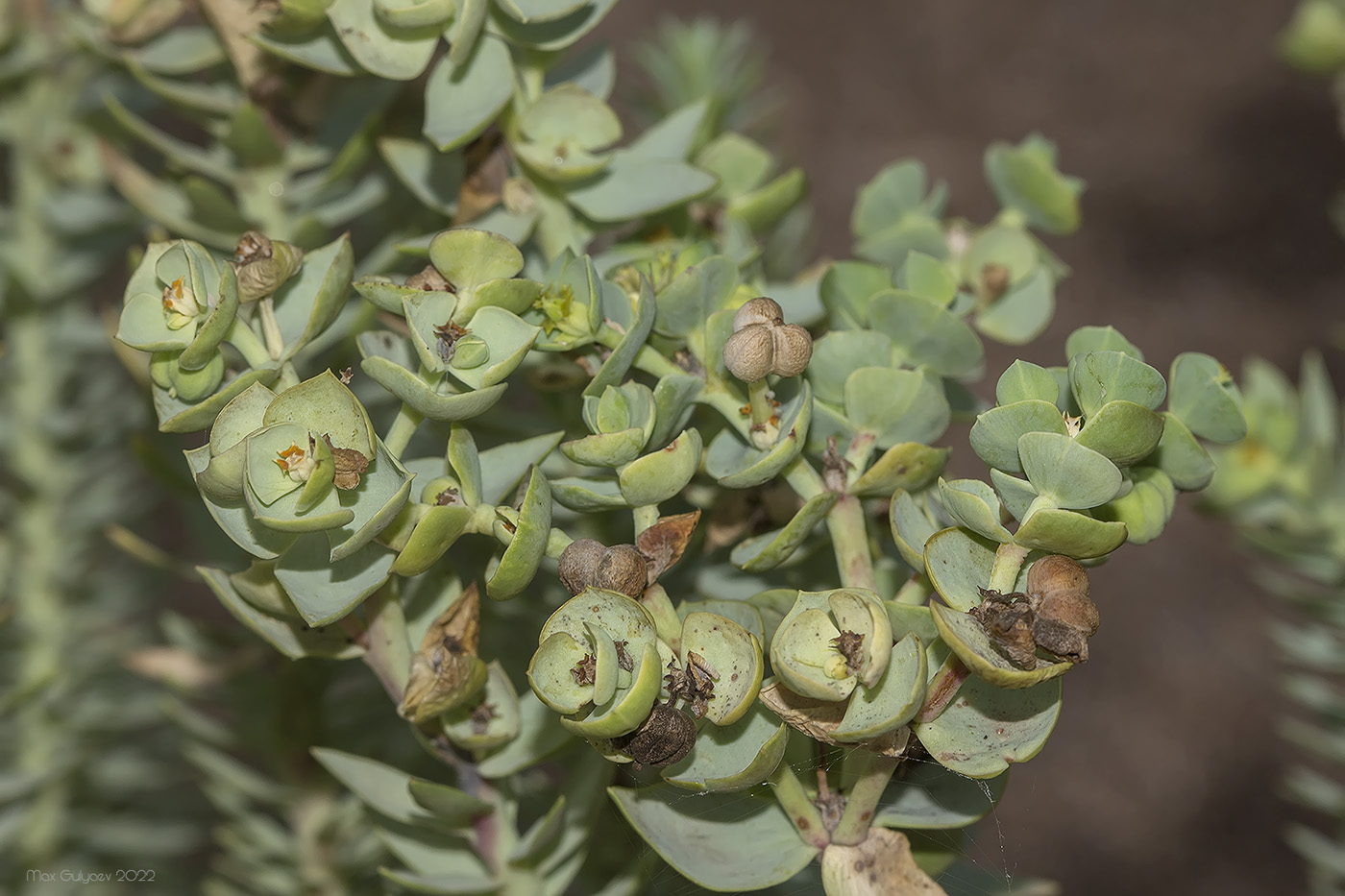 Изображение особи Euphorbia paralias.