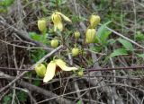 Clematis serratifolia