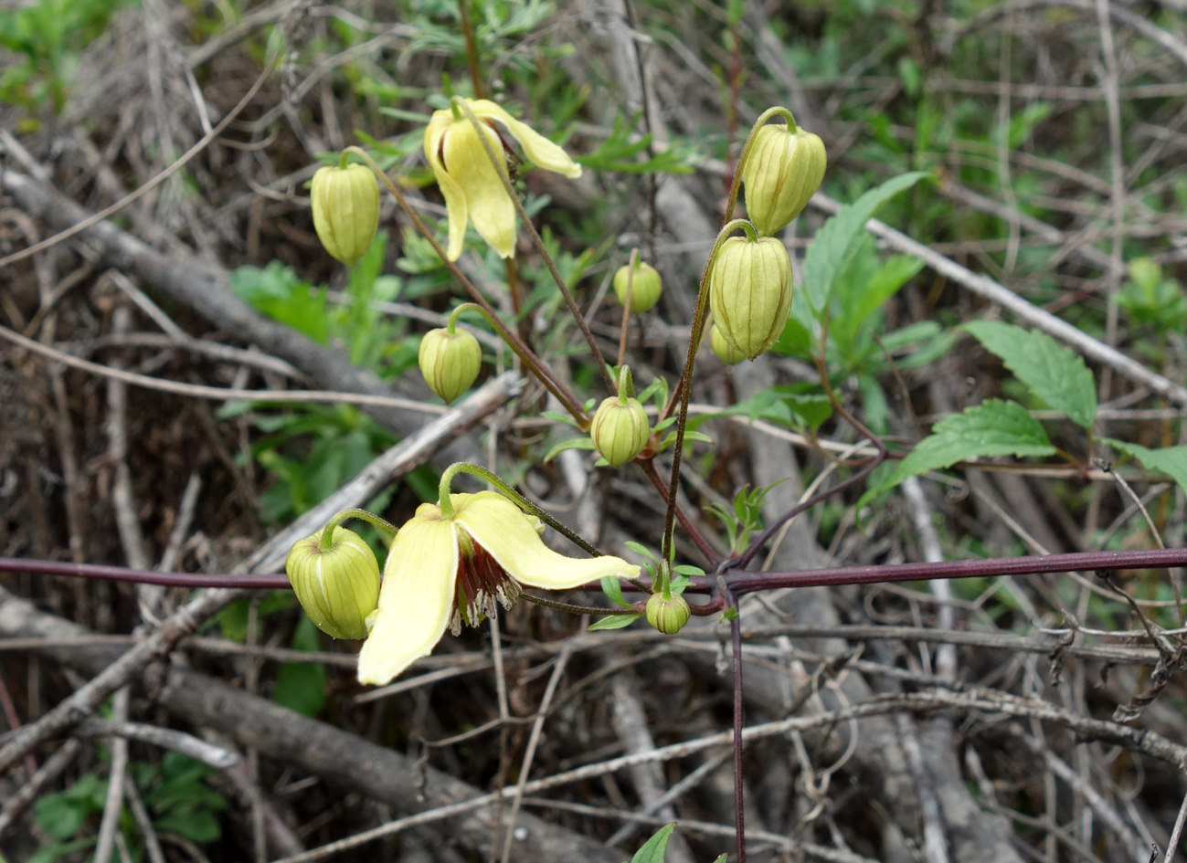 Image of Clematis serratifolia specimen.