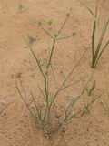 Ferula karelinii