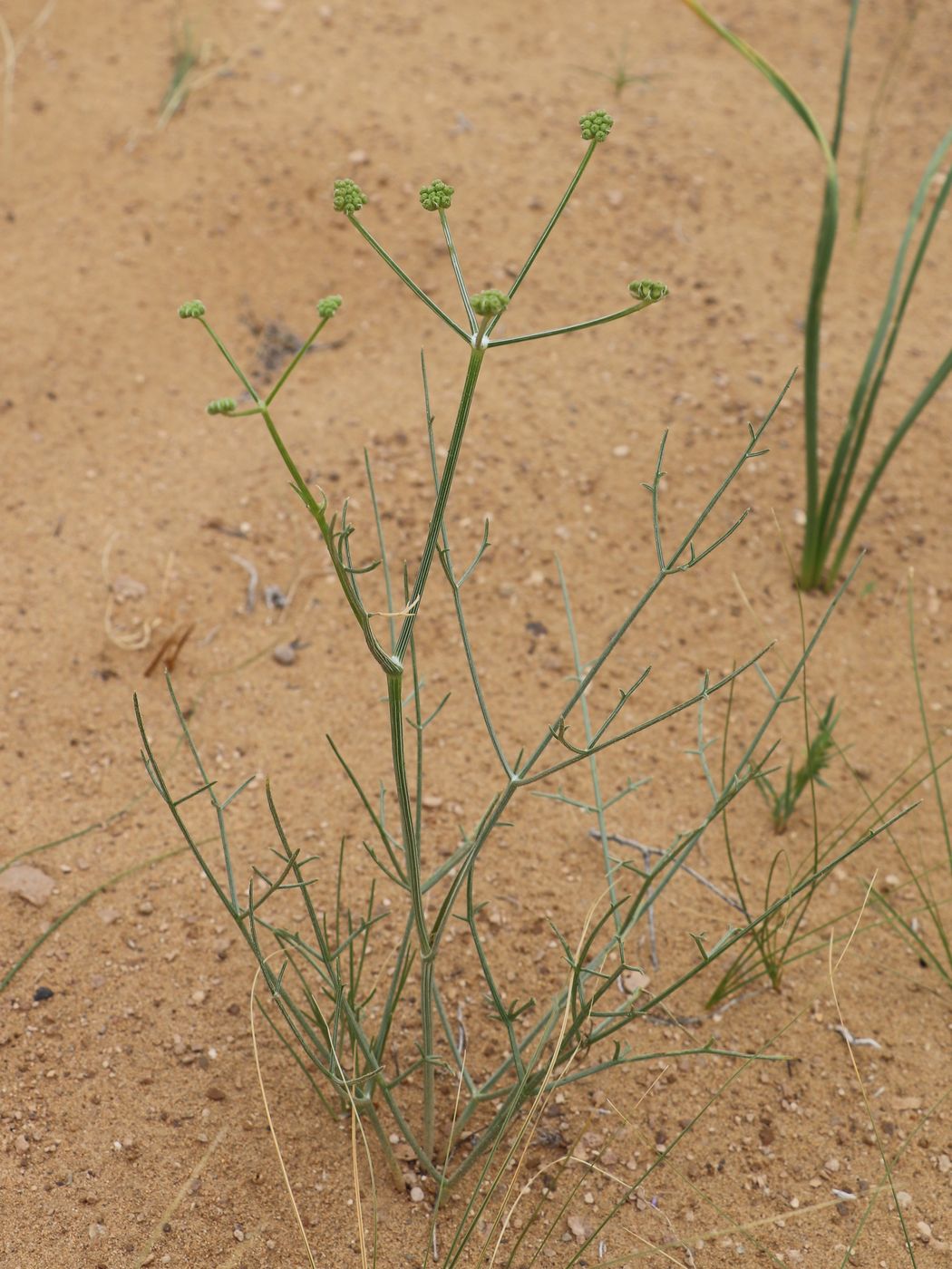 Image of Ferula karelinii specimen.