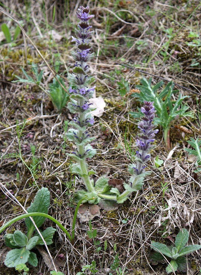Image of Ajuga orientalis specimen.