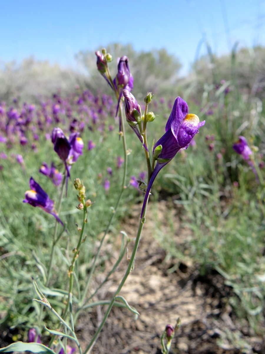 Изображение особи Linaria transiliensis.