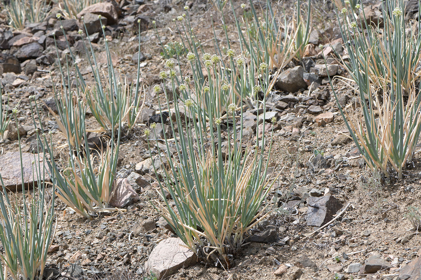 Изображение особи Allium galanthum.