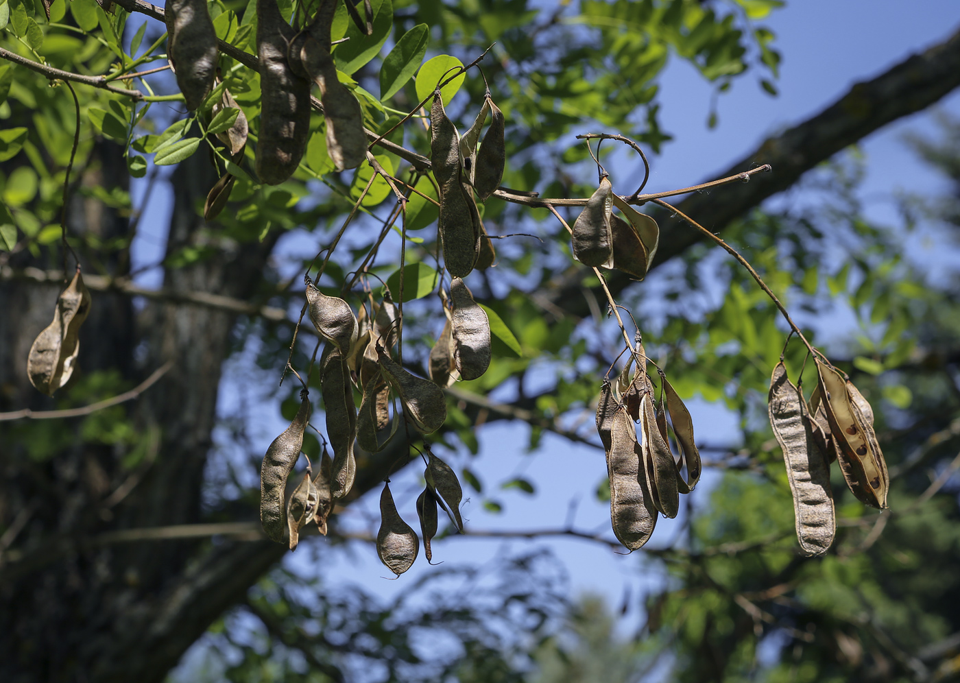 Image of Robinia pseudoacacia specimen.