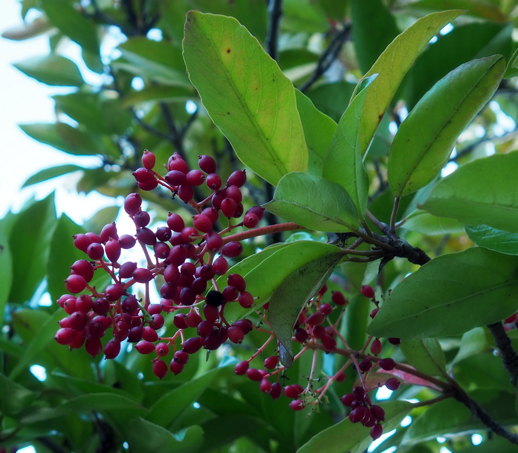 Изображение особи Viburnum odoratissimum.