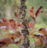 Verbascum nigrum. Часть соплодия. Москва, ГБС, экспозиция растений природной флоры России. 15.09.2022.