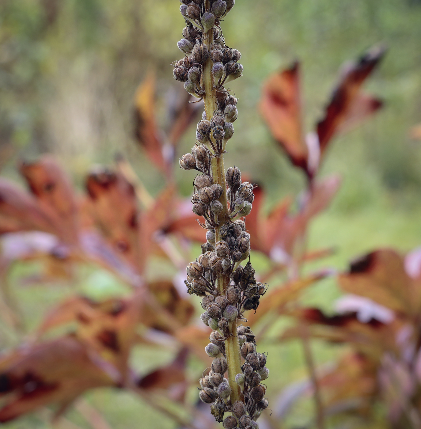 Изображение особи Verbascum nigrum.